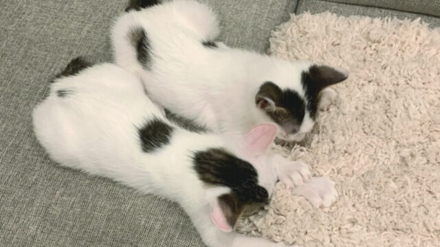 猫 一人暮らし 女